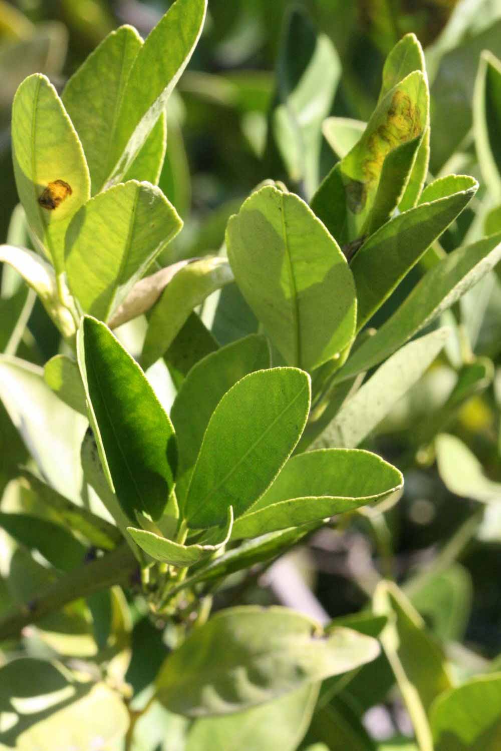              Sun leaves (Riverside, CA)       